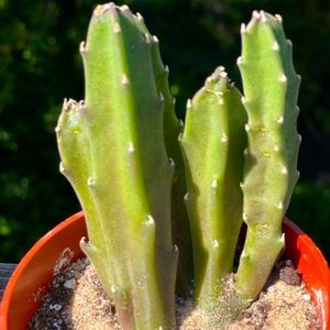 Carrion Flower Cactus